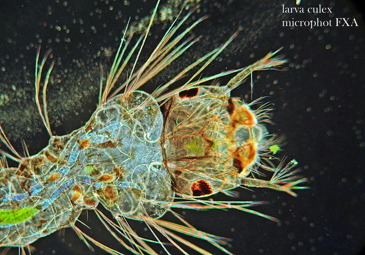 Comuni microrganismi, che conservano un loro fascino.